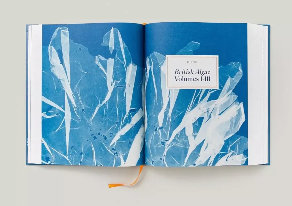 Anna Atkins Cyanotypes