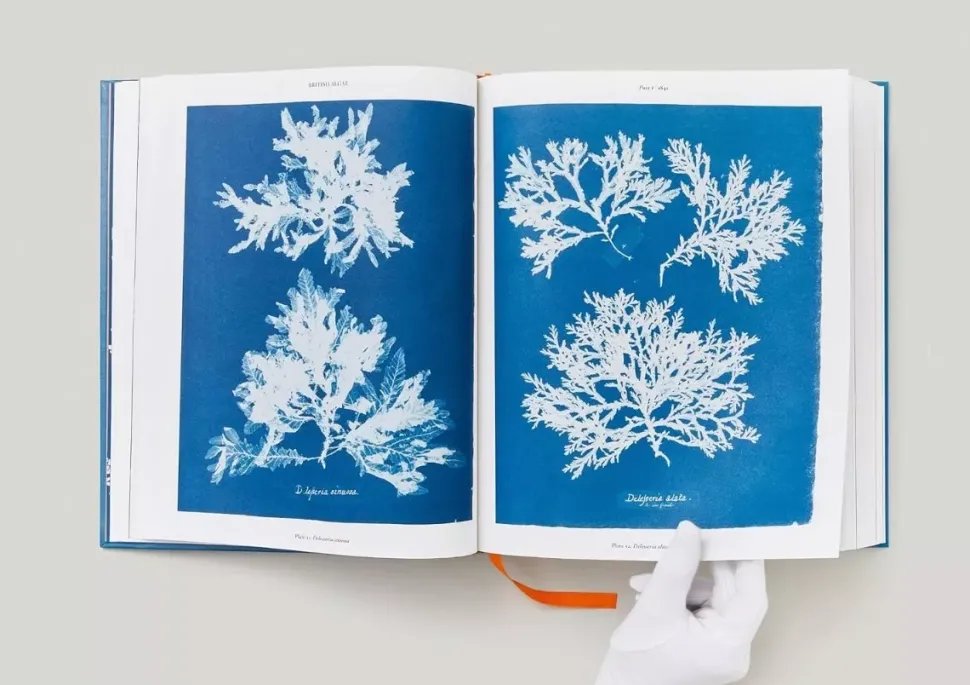 Anna Atkins Cyanotypes