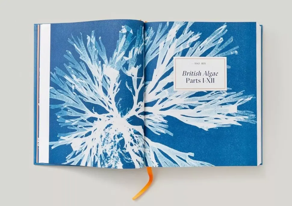 Anna Atkins Cyanotypes