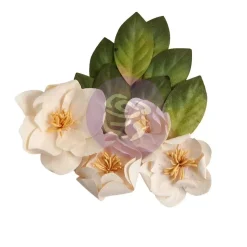 Flores Peaceful Magnolia Magnolia Rouge Prima