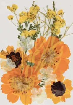 Flores Prensadas Amarillo Artemio