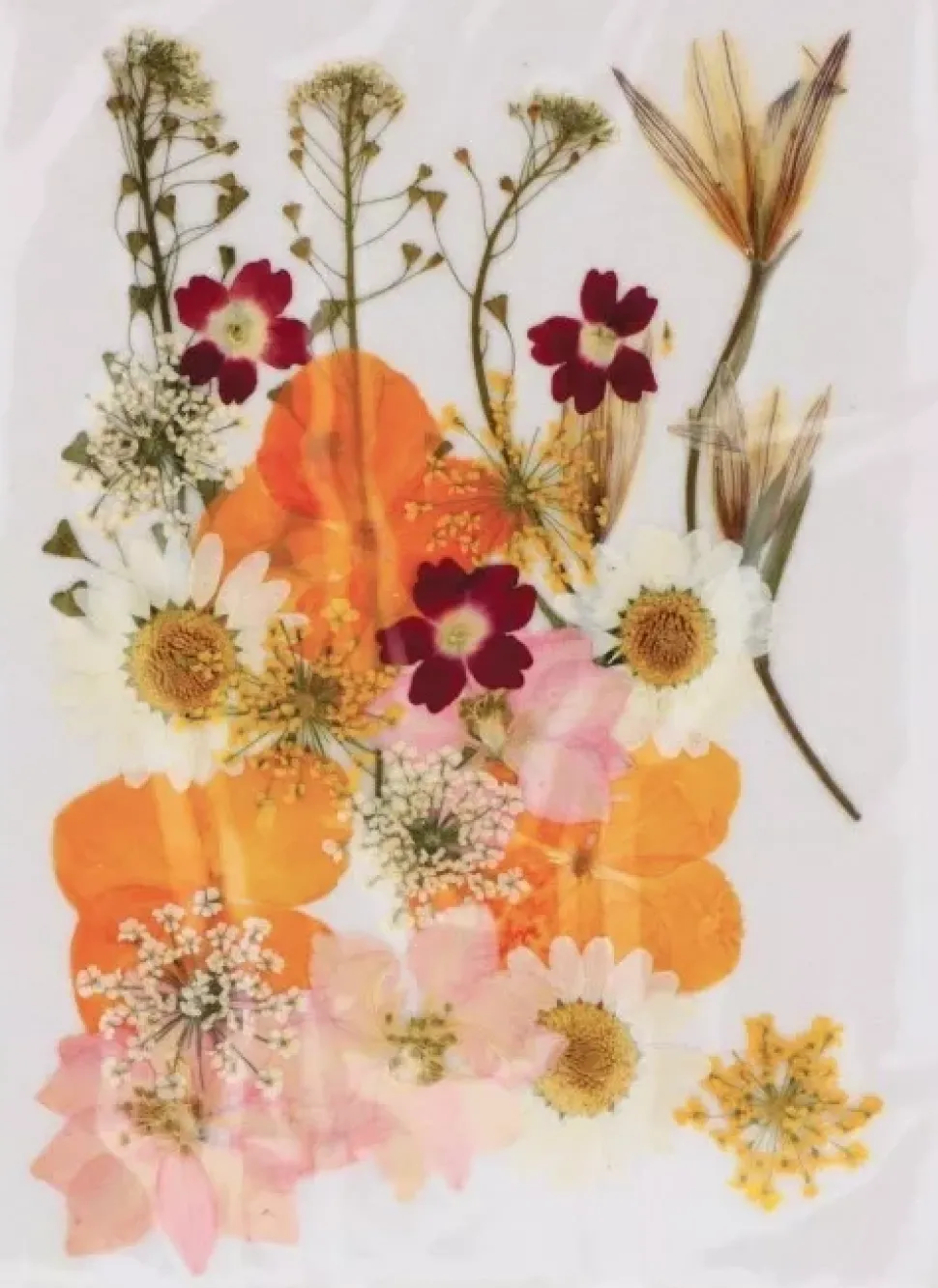 Flores Prensadas Naranja Artemio