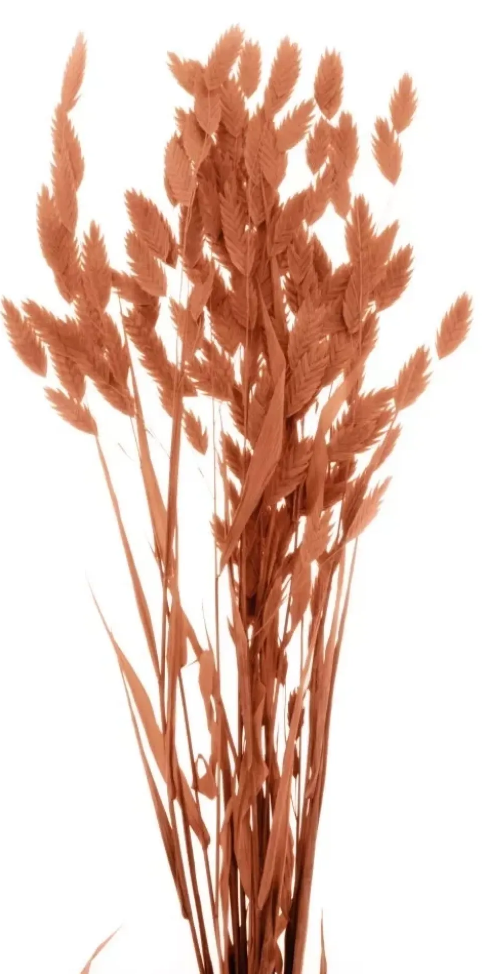 Flores secas Chasmanthium Latifolium Marrón Artemio