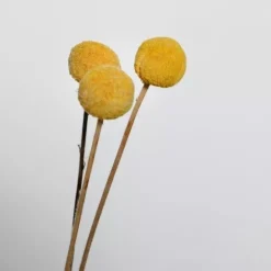 Flores secas Craspedia Amarilla Artemio