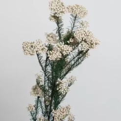 Flores secas Flores de Arroz Artemio