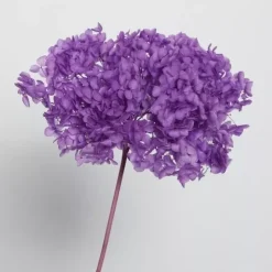Flores secas Hortensia Violeta Artemio