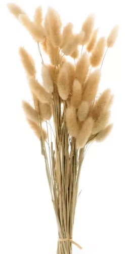 Flores secas Lagurus Natural Artemio