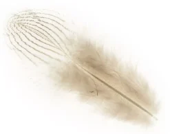 Kit 10 Plumas Beige Artemio