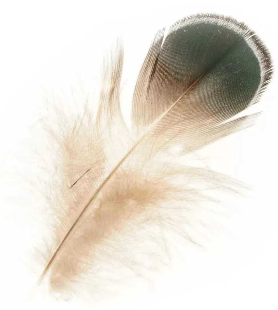 Kit 10 Plumas Bicolor Artemio