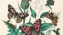 Libro para colorear Natural History The Pepin Press 25x34cm