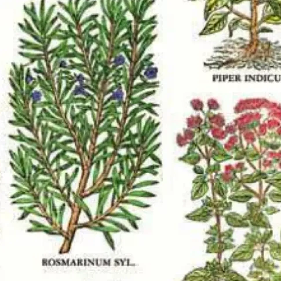 Papel Hierba de cocina Tassotti