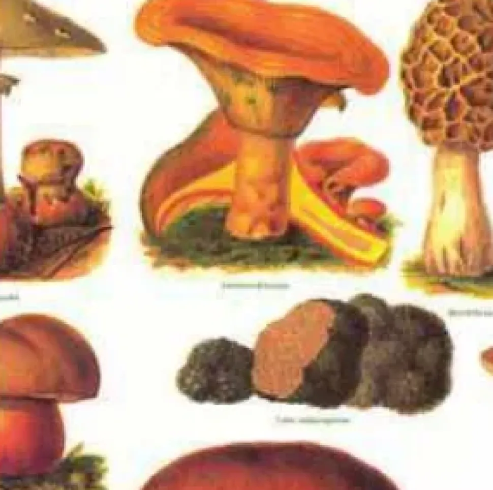 Papel Setas Tassotti